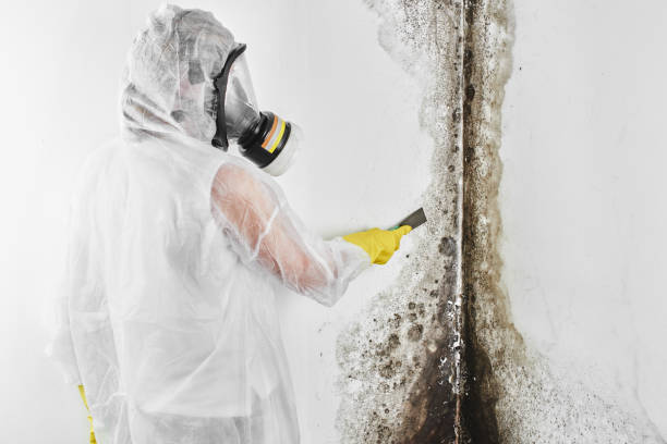 Best Residential Mold Removal  in Scenic, AZ