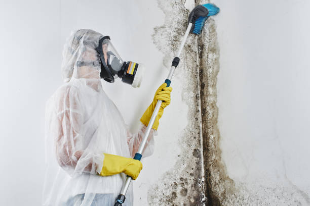 Best Local Mold Removal Service  in Scenic, AZ