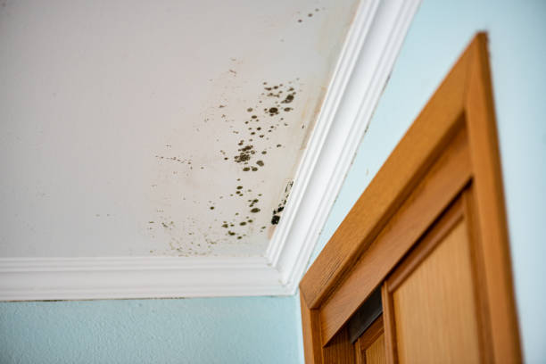 Office Mold Removal Services in Scenic, AZ