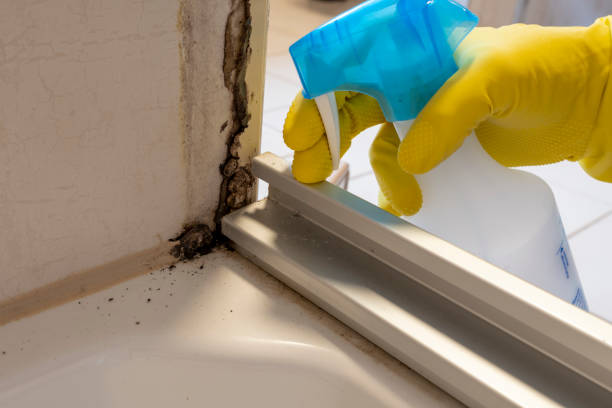 Professional Mold Removal in Scenic, AZ