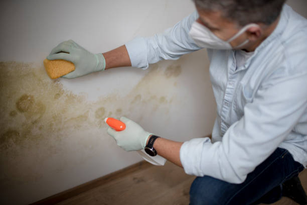 Best Mold Removal Process  in Scenic, AZ