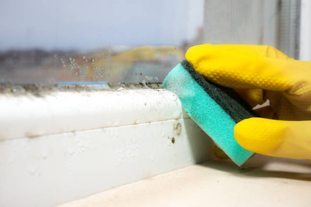 Best Mold Removal and Inspection  in Scenic, AZ